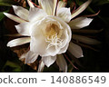 The mystical flower known as "Queen of the Night" (Epiphyllum oxypetalum) is said to bloom for only one night. 140886549