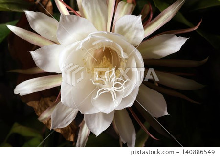 The mystical flower known as "Queen of the Night" (Epiphyllum oxypetalum) is said to bloom for only one night. The mystical flower known as "Queen of the Night" (Epiphyllum oxypetalum) is said to bloom for only one night. 140886549