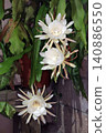 The mystical flower known as "Queen of the Night" (Epiphyllum oxypetalum) is said to bloom for only one night. 140886550