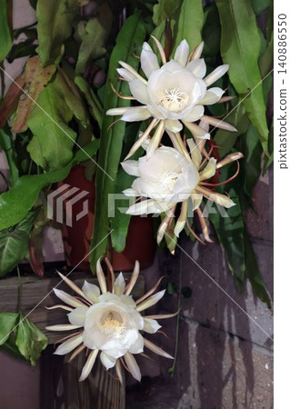 The mystical flower known as "Queen of the Night" (Epiphyllum oxypetalum) is said to bloom for only one night. The mystical flower known as "Queen of the Night" (Epiphyllum oxypetalum) is said to bloom for only one night. 140886550