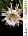 The mystical flower known as "Queen of the Night" (Epiphyllum oxypetalum) is said to bloom for only one night. 140886551