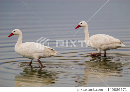 Coscoroba swans in lagoon envirinment, La Pampa Coscoroba swans in lagoon envirinment, La Pampa 140886571