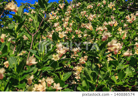 The rich natural beauty of Shikotsu-Toya National Park and the alpine plants, such as Weigela florida, that beautifully adorn the mountaintops. 140886574
