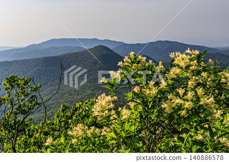 在柔和的陽光下,奧羅弗雷山上盛開的錦帶花和初夏的山景。 在柔和的陽光下,奧羅弗雷山上盛開的錦帶花和初夏的山景。 140886578