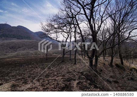 Withered trees Withered trees 140886580