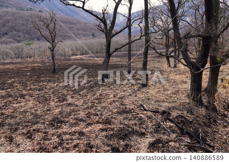 Withered trees Withered trees 140886589