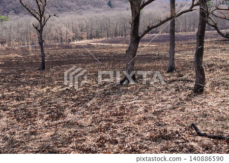 Withered trees 140886590
