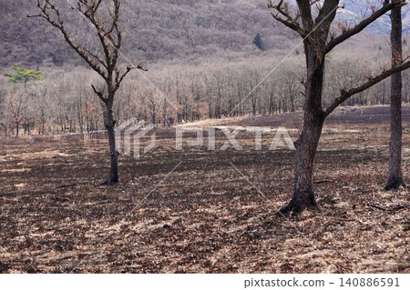 Withered trees Withered trees 140886591