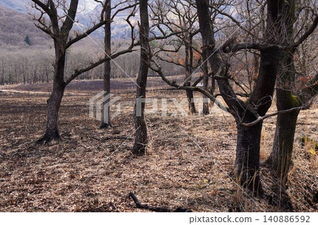 Withered trees Withered trees 140886592