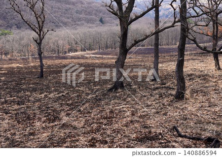 Withered trees Withered trees 140886594