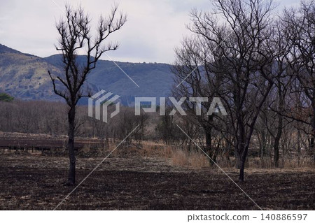 Withered trees Withered trees 140886597