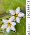 One-leaf lotus with blooming white flowers 140886605