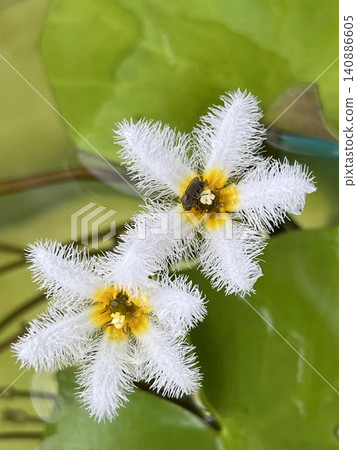 One-leaf lotus with blooming white flowers One-leaf lotus with blooming white flowers 140886605