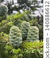 Pine cones on Taiwania ficus 140886612