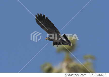 Snail Kite , Ibera Marsh National Park , Corrientes province, Patagonia , Argentina. Snail Kite , Ibera Marsh National Park , Corrientes province, Patagonia , Argentina. 140886616