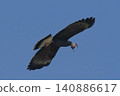 Snail Kite , Ibera Marsh National Park , Corrientes  province, Patagonia , Argentina. 140886617