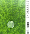Water drops on lotus leaf 140886627