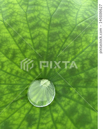Water drops on lotus leaf Water drops on lotus leaf 140886627