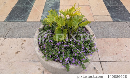 Flower pot with purple flowers on the background of the stone pavement Flower pot with purple flowers on the background of the stone pavement 140886628