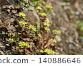金花草（Chrysosplenium）是一種黃色小花，成簇生長在山地田野的礫石區和斜坡上。 140886646