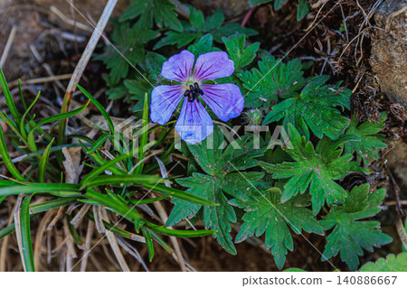 A single wild flower of Geranium erianthum nurtured in the pristine natural environment of Shikotsu-Toya National Park. A single wild flower of Geranium erianthum nurtured in the pristine natural environment of Shikotsu-Toya National Park. 140886667