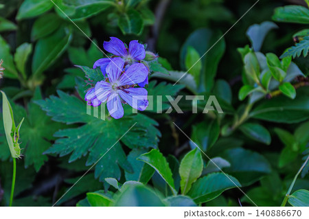 奧羅弗雷山上盛開的天竺葵（Geranium erianthum）在鬱鬱蔥蔥的竹林映襯下顯得格外清新怡人。 140886670