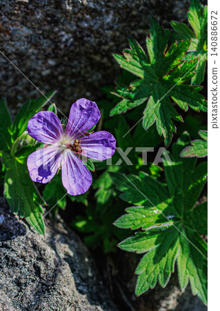 Beautiful Geranium erianthum flowers growing wild in the rich natural environment of Mt. Orofre, Hokkaido. Beautiful Geranium erianthum flowers growing wild in the rich natural environment of Mt. Orofre, Hokkaido. 140886672