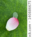 Lotus petals and water droplets on lotus leaves 140886675