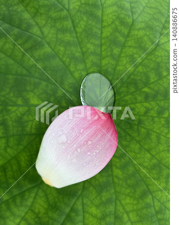 Lotus petals and water droplets on lotus leaves 140886675