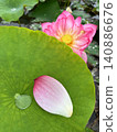 Lotus petals and water droplets on lotus leaves 140886676
