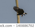Snail Kite , Ibera Marsh National Park , Corrientes  province, Patagonia , Argentina. 140886702