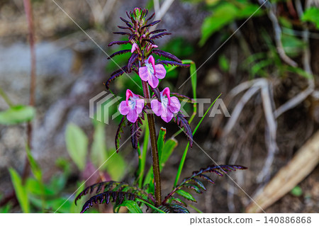 野生高山植物 *Pedicularis verticillata*,生長於支洞爺國立公園原始的自然環境。 野生高山植物 *Pedicularis verticillata*,生長於支洞爺國立公園原始的自然環境。 140886868