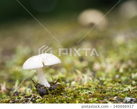 White mushroom White mushroom 140886917