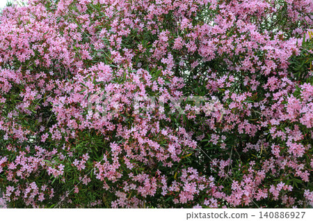 pink oleander shrub pink oleander shrub 140886927