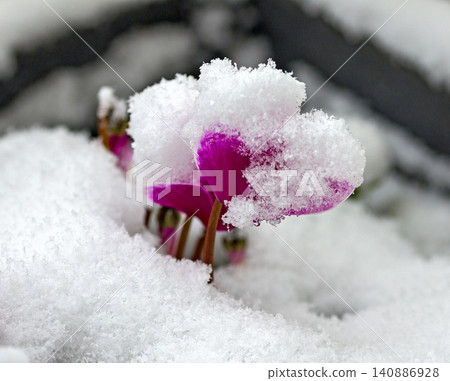 fresh snow and cyclamen blossom fresh snow and cyclamen blossom 140886928