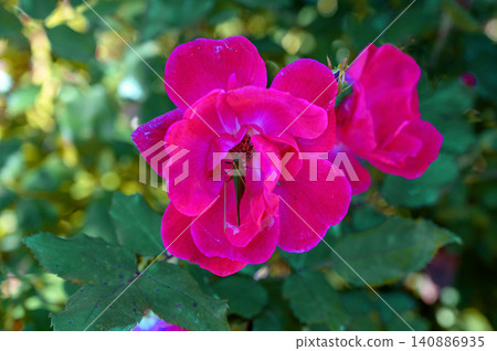 grasshopper in the blossom of a pink rose 140886935