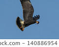 Snail Kite , Ibera Marsh National Park , Corrientes  province, Patagonia , Argentina. 140886954