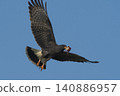 Snail Kite , Ibera Marsh National Park , Corrientes  province, Patagonia , Argentina. 140886957