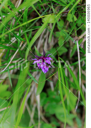 The vibrant pink alpine plant, *Platanthera hologlottis*, blooms beautifully on Mount Orofre in early summer. The vibrant pink alpine plant, *Platanthera hologlottis*, blooms beautifully on Mount Orofre in early summer. 140886965