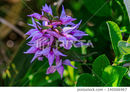 A beautiful flock of wild Habenaria radiata nurtured in the pristine natural environment of Shikotsu-Toya National Park. A beautiful flock of wild Habenaria radiata nurtured in the pristine natural environment of Shikotsu-Toya National Park. 140886967
