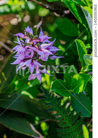The lovely wild Habenaria radiata flowers in full bloom signal the arrival of early summer in Hokkaido. The lovely wild Habenaria radiata flowers in full bloom signal the arrival of early summer in Hokkaido. 140886968