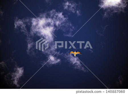 One seagull flying in the blue sky One seagull flying in the blue sky 140887060