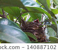 Red-Vented Bulbul Chick Waiting for Food in Nest 140887102