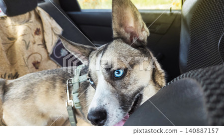 A dog in a car in summer heat. Mixed breed husky with blue eyes locked in a hot car backseat looking through the window, risking a heatstroke. A dog in a car in summer heat. Mixed breed husky with blue eyes locked in a hot car backseat looking through the window, risking a heatstroke. 140887157