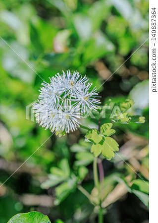 陽光明媚,落葉松花在翠綠的樹葉間盛開,景色宜人。 陽光明媚,落葉松花在翠綠的樹葉間盛開,景色宜人。 140887364