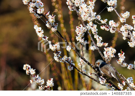 A brown-eared bulbul sucking plum blossoms A brown-eared bulbul sucking plum blossoms 140887385