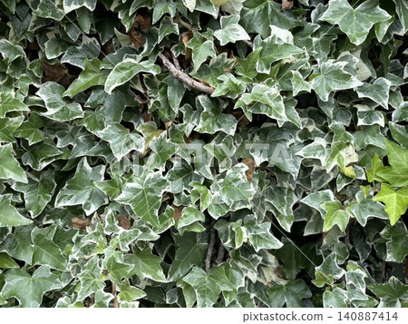 Beautiful ivy leaves with white edges spread across the landscape. 140887414