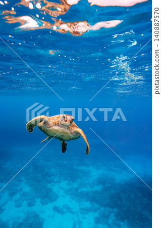 A sea turtle gracefully swimming in the blue ocean; underwater scene; vertical composition. A sea turtle gracefully swimming in the blue ocean; underwater scene; vertical composition. 140887570