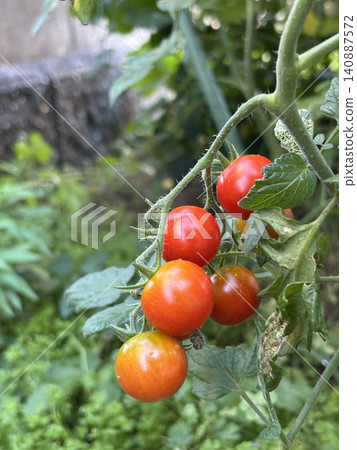 Mini tomatoes grown in a home garden: fresh summer vegetables 140887572