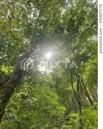 A forest bathed in dappled sunlight – a healing natural landscape. A forest bathed in dappled sunlight – a healing natural landscape. 140887576